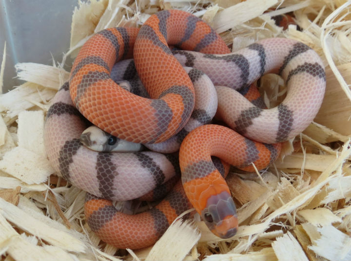 Honduran Milk Snakes